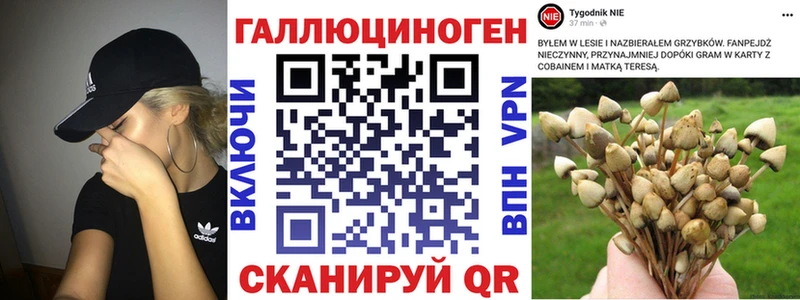 наркота  Полесск  Псилоцибиновые грибы Psilocybe 