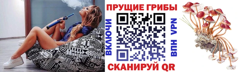 Галлюциногенные грибы Psilocybe Полесск